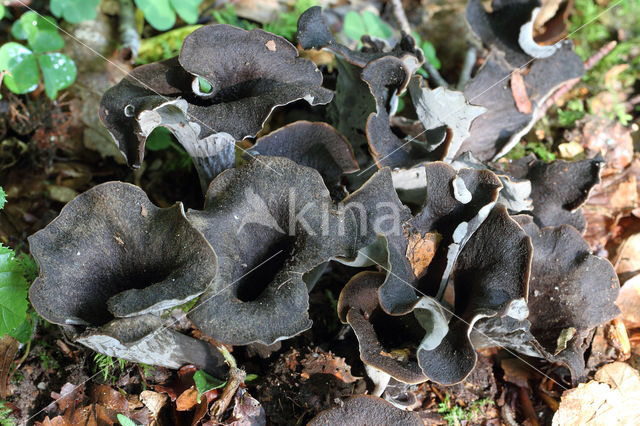 Black Trumpet (Craterellus cornucopioides)