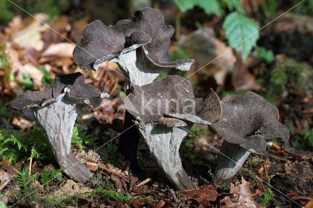 Black Trumpet (Craterellus cornucopioides)