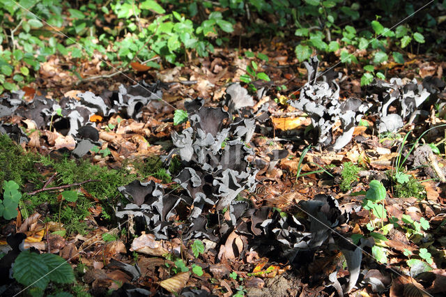 Black Trumpet (Craterellus cornucopioides)