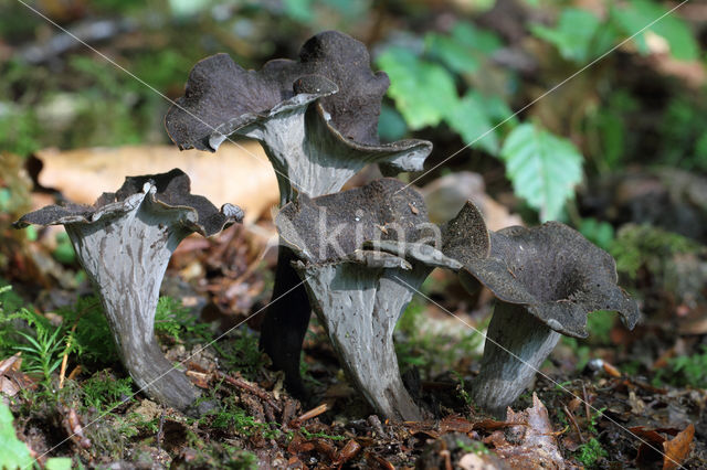 Black Trumpet (Craterellus cornucopioides)