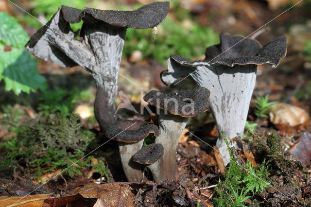 Black Trumpet (Craterellus cornucopioides)