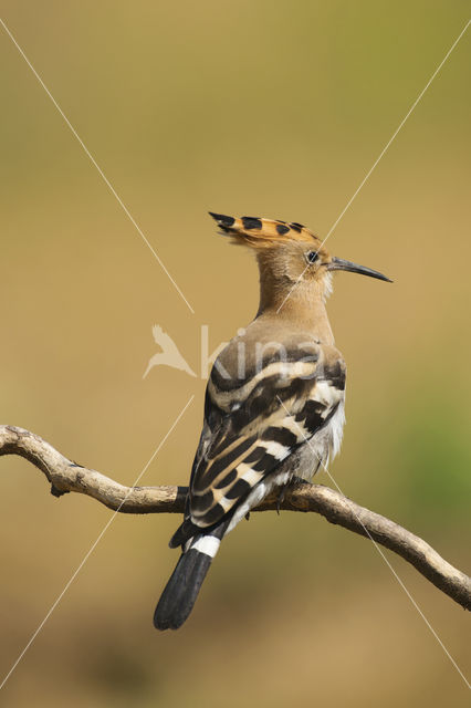 Hoopoe (Upupa epops)