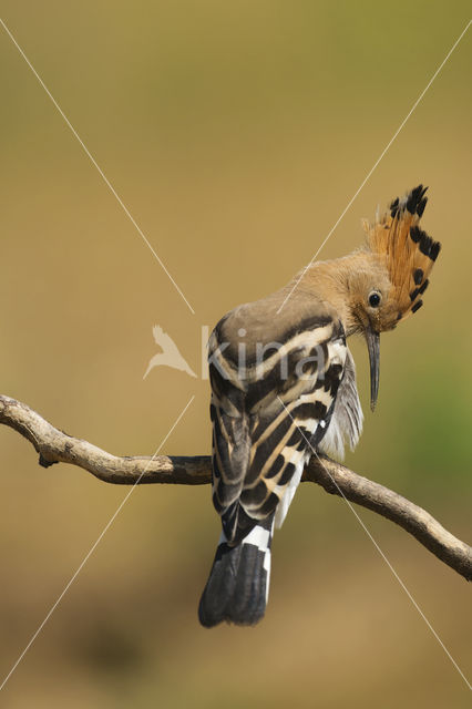 Hoopoe (Upupa epops)