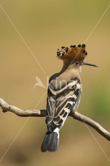 Hoopoe (Upupa epops)