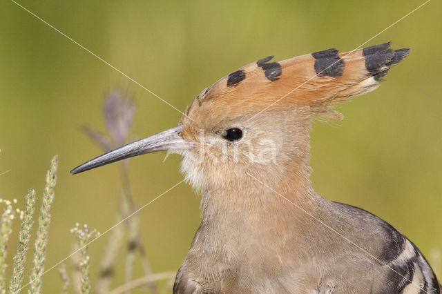 Hoopoe (Upupa epops)