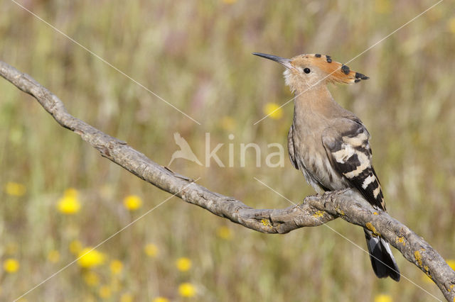 Hoopoe (Upupa epops)