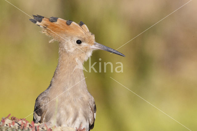 Hoopoe (Upupa epops)