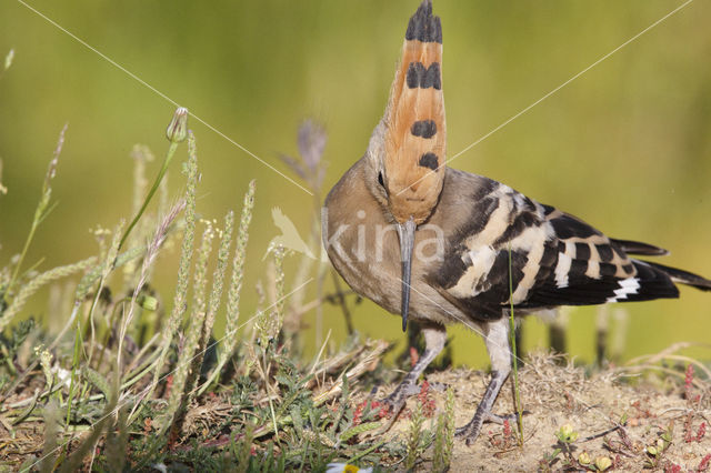 Hoopoe (Upupa epops)