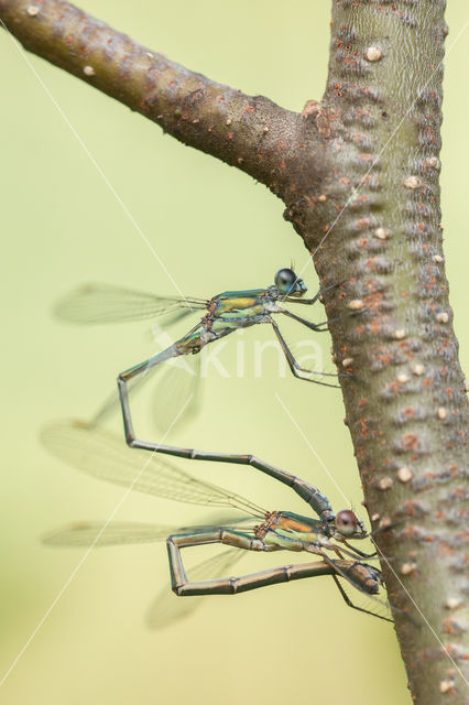 Green Emerald Damselfly (Lestes viridis)