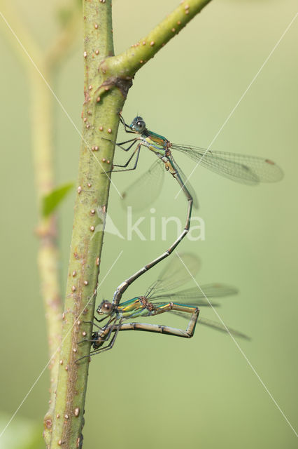 Houtpantserjuffer (Lestes viridis)