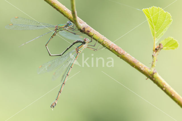 Green Emerald Damselfly (Lestes viridis)