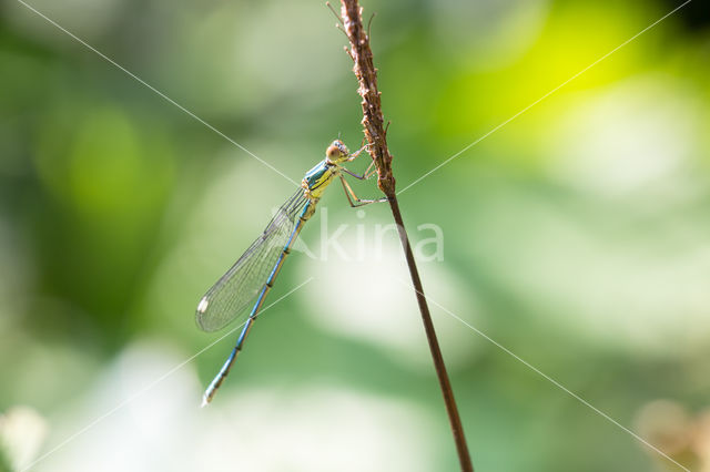 Green Emerald Damselfly (Lestes viridis)