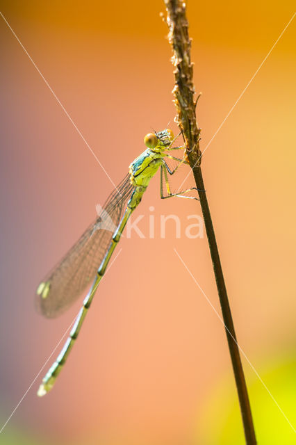 Houtpantserjuffer (Lestes viridis)