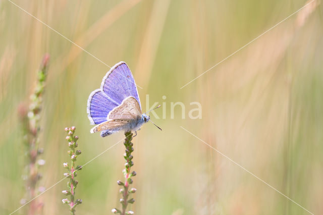 Common Blue (Polyommatus icarus)