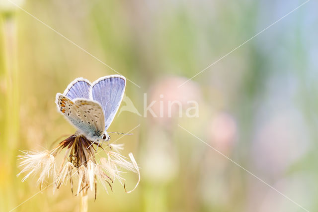 Common Blue (Polyommatus icarus)