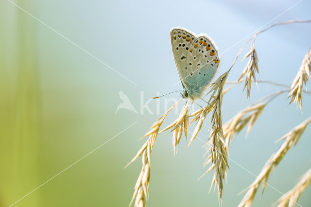 Common Blue (Polyommatus icarus)