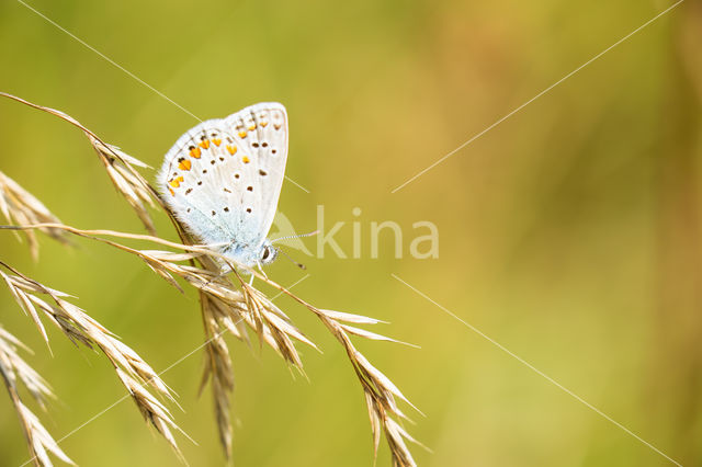 Common Blue (Polyommatus icarus)