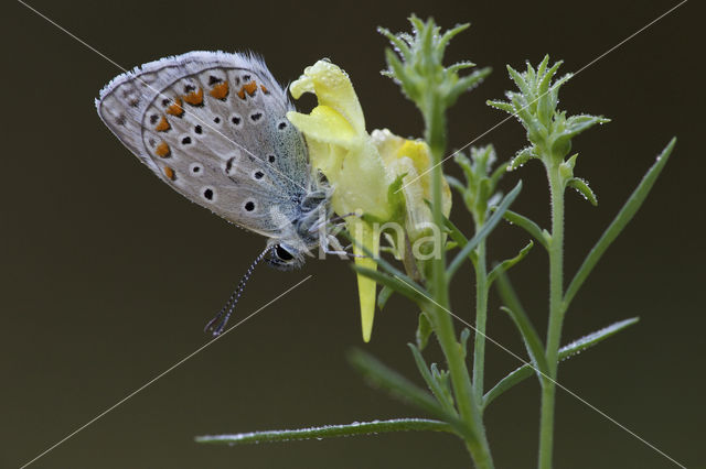 Common Blue (Polyommatus icarus)