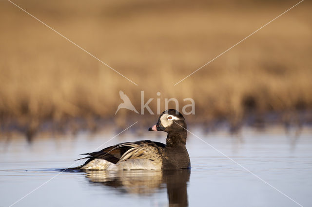 IJseend (Clangula hyemalis)