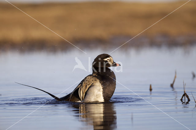 IJseend (Clangula hyemalis)