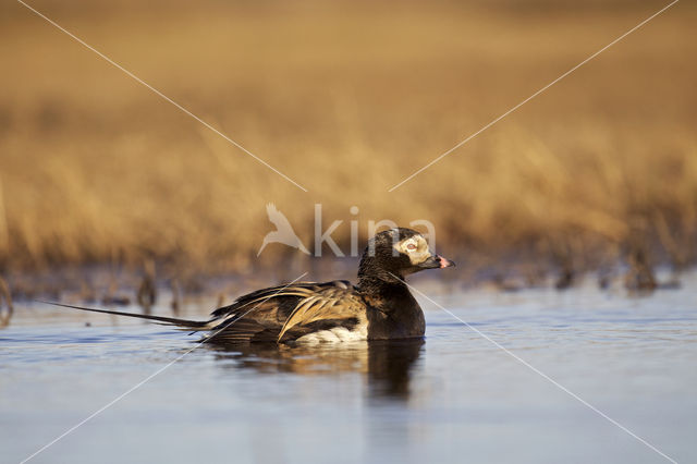 IJseend (Clangula hyemalis)