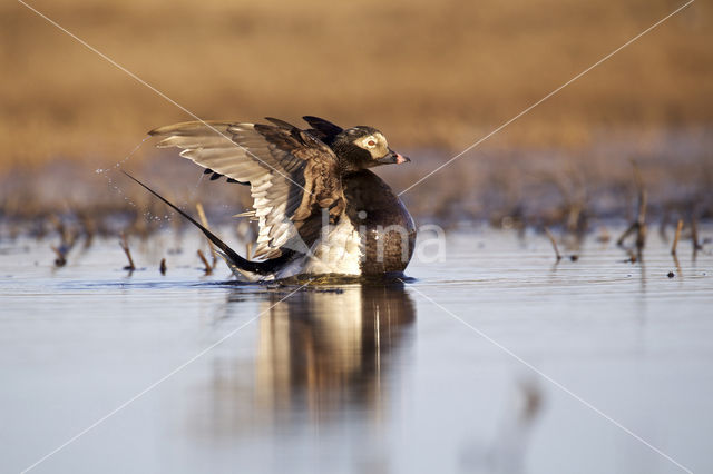 Long-tailed Duck