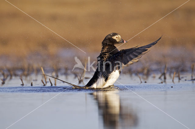 Long-tailed Duck