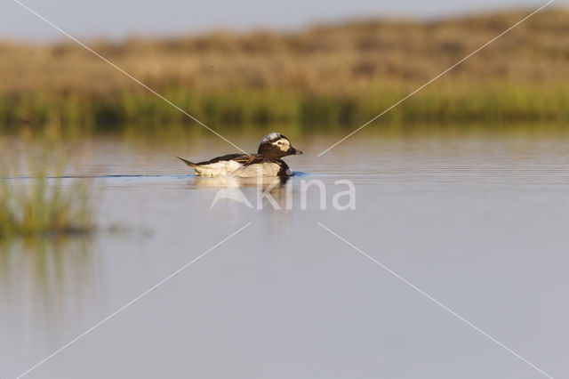 IJseend (Clangula hyemalis)