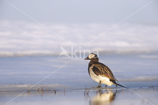 Long-tailed Duck