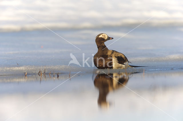 Long-tailed Duck