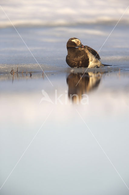 IJseend (Clangula hyemalis)