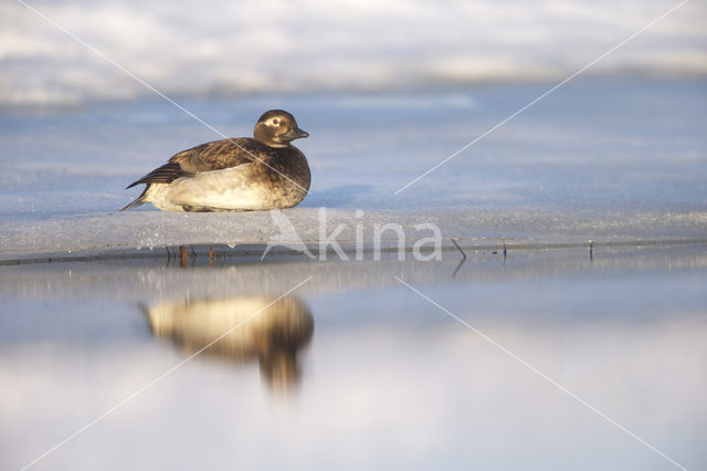 Long-tailed Duck