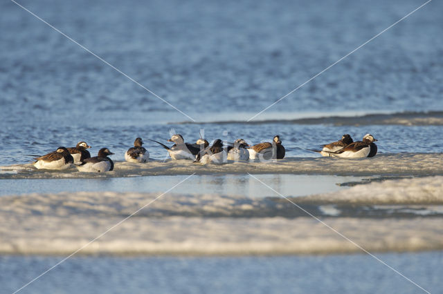 Long-tailed Duck