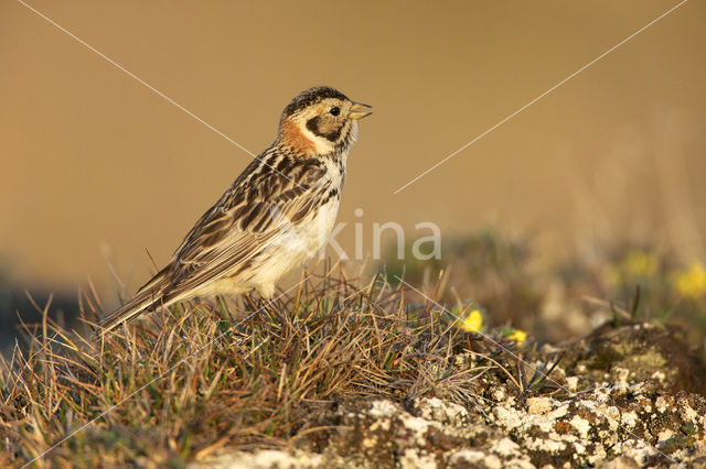 Lapland Bunting (Calcarius lapponicus)