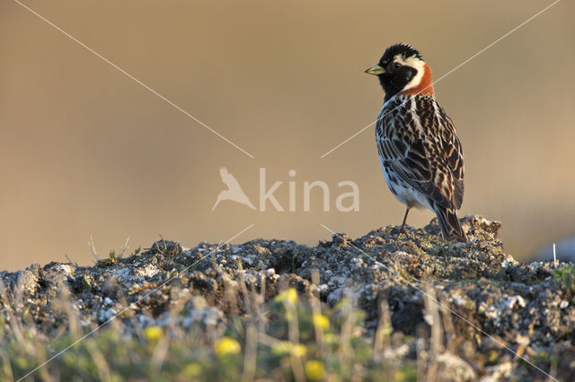 Lapland Bunting (Calcarius lapponicus)