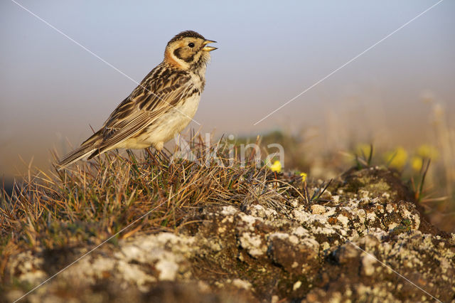 Lapland Bunting (Calcarius lapponicus)