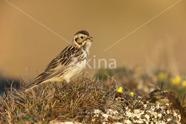 Lapland Bunting (Calcarius lapponicus)