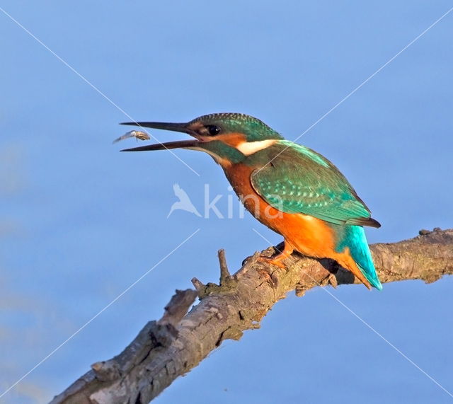 Kingfisher (Alcedo atthis)