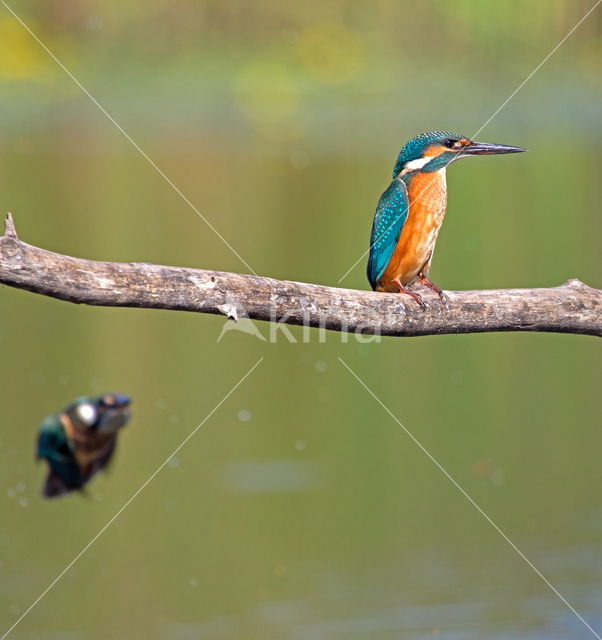 Kingfisher (Alcedo atthis)