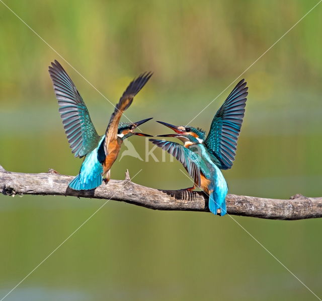 IJsvogel (Alcedo atthis)