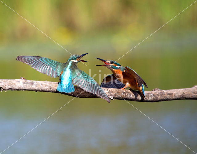 IJsvogel (Alcedo atthis)