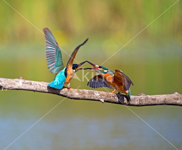 Kingfisher (Alcedo atthis)