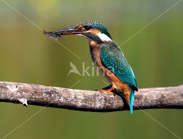 IJsvogel (Alcedo atthis)