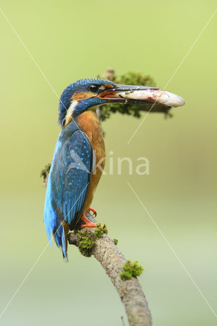 Kingfisher (Alcedo atthis)