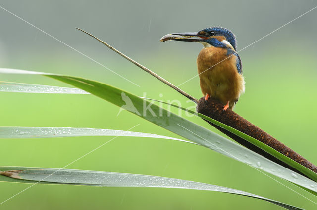 IJsvogel (Alcedo atthis)