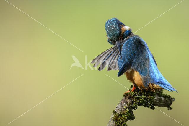 IJsvogel (Alcedo atthis)