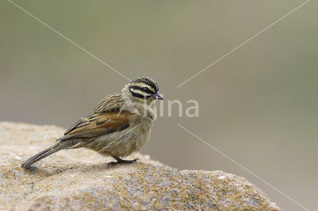 Kaapse gors (Emberiza capensis)