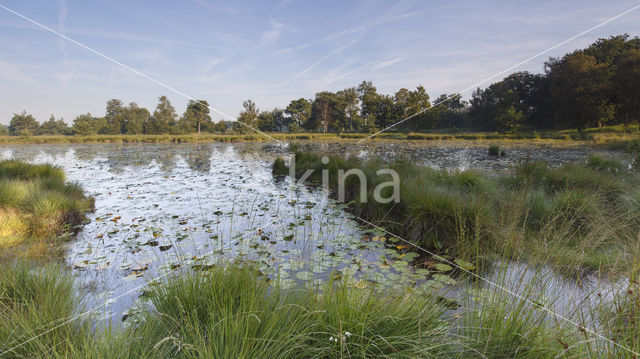 Kampina