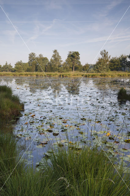 Kampina