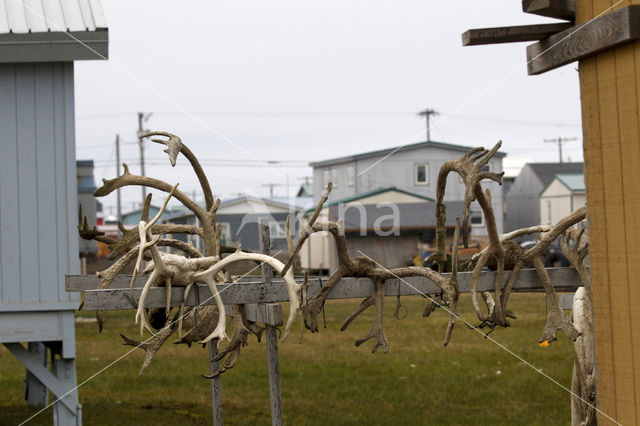 Grant's caribou (Rangifer tarandus granti)